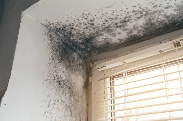 Affordable Mold Cleanup solutions in Roanoke, VA